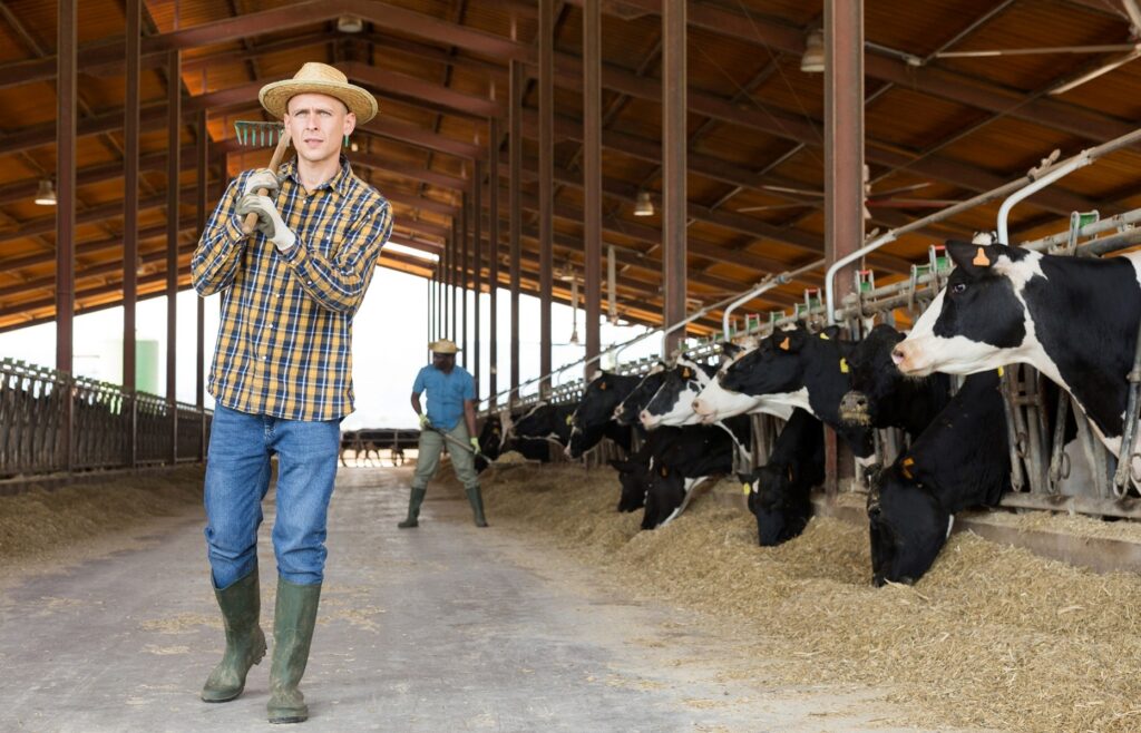 A man on a dairy farm with a rake over his shoulder looks out of a barn with cows beside him and another man working behind him to rake hay. 