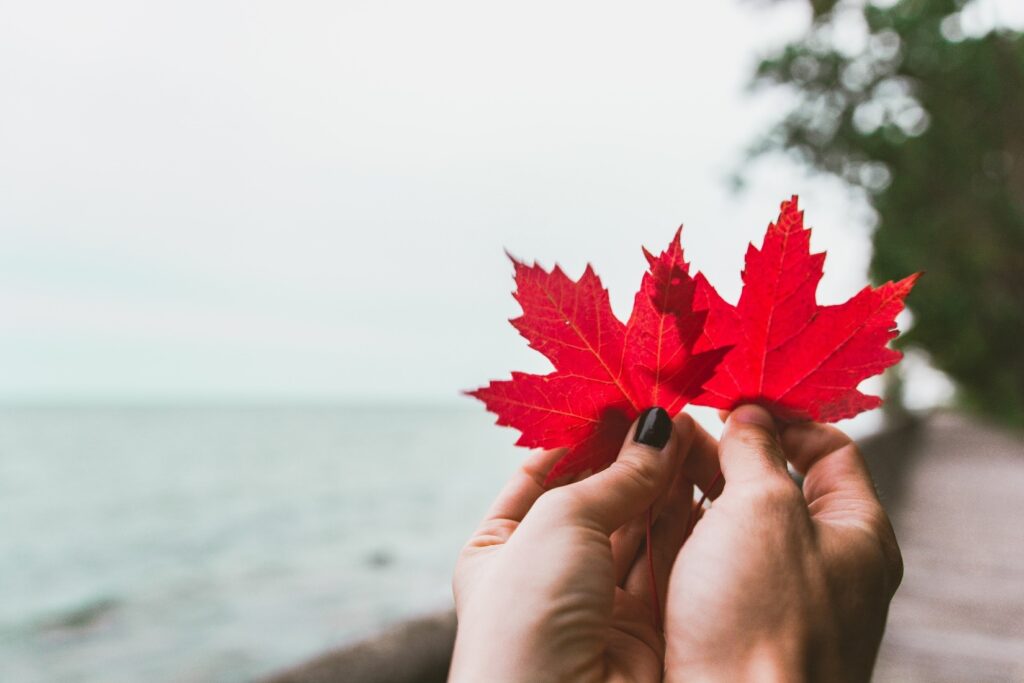 Hands holding two red maple leaves to symbolize dual citizenship. 