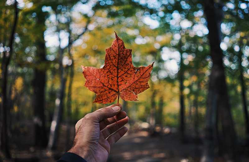 leaf Provincial Nominee Programs