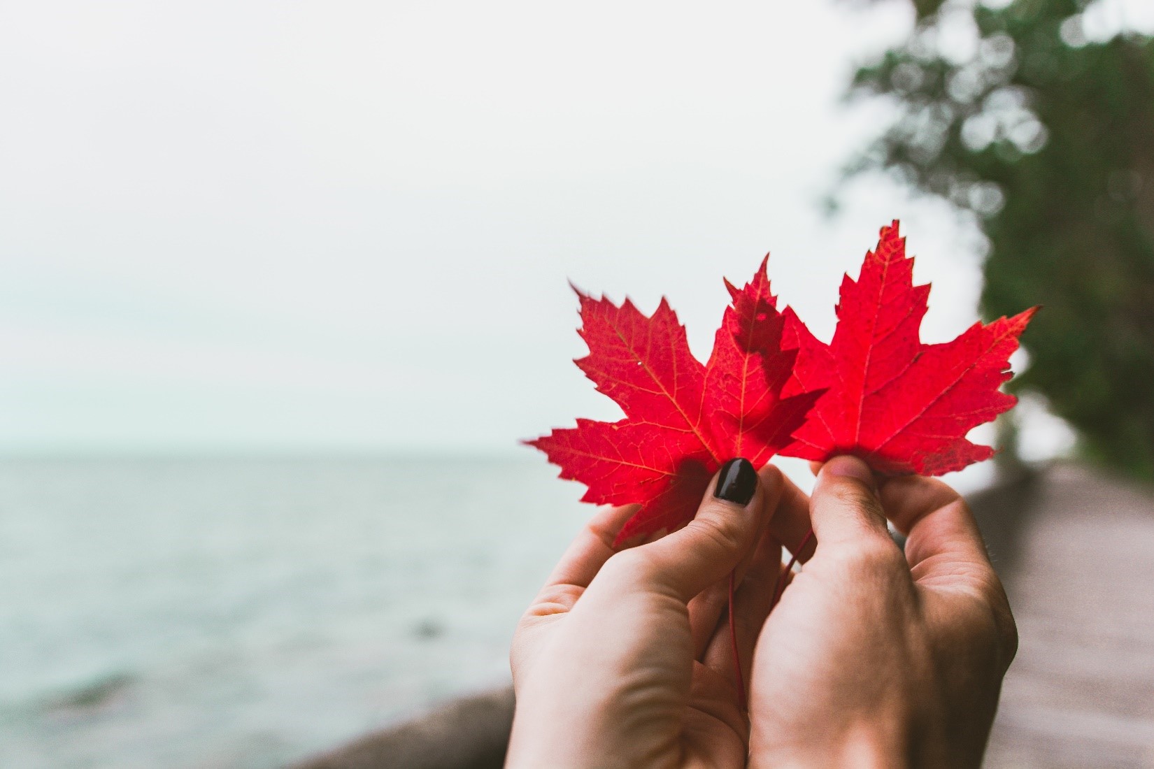 Dual Citizenship Hands holding two red maple leaves to symbolize dual citizenship.